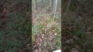 Поселок Харп зашел в лес и не зря