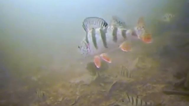 Рыбалка вид из под воды смотреть онлайн