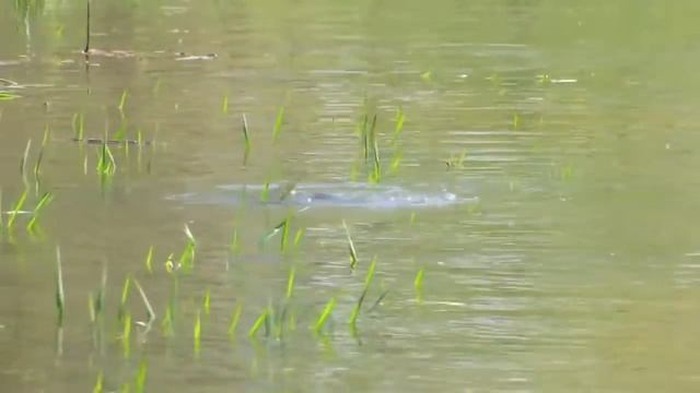 Рыбалка на карпа в нерест запрещена смотреть онлайн