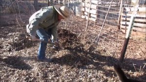 Digging up sunchokes