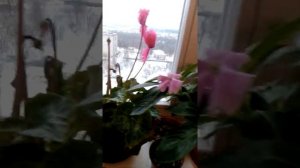 МОИ КОМНАТНЫЕ РАСТЕНИЯ зимой на северном окне - обзор. ЦВЕТЕНИЕ!!!