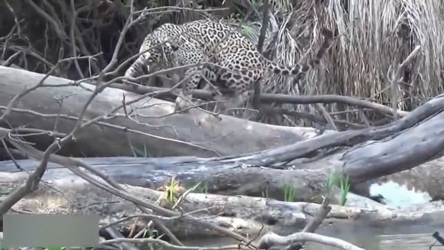 Братец медоеда из Бразилии: питается анакондами, крокодилами и ягуарами смотреть онлайн