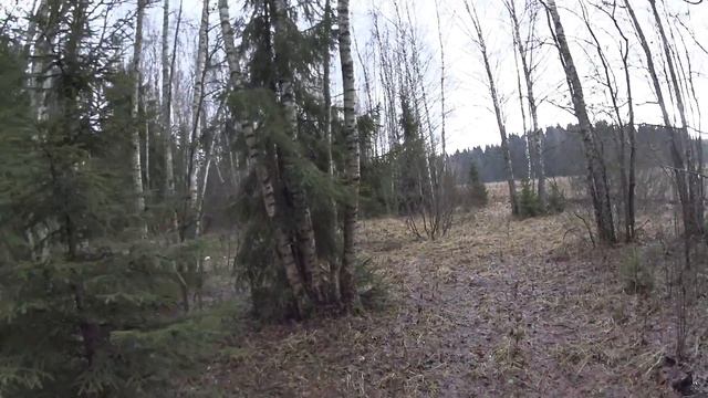 Охота на фазана с дратхааром смотреть онлайн