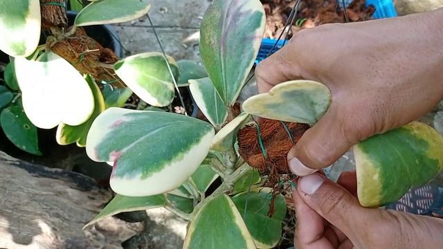 HOYA PROPAGATION (PART 1), Hoya kerrii albomarginata смотреть онлайн