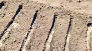 Как правильно посадить семена моркови в гранулах. Посадка моркови весной.  Морковь в гранулах.