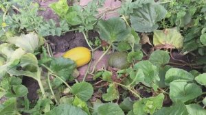 Сибирский арбуз какой он? Что получилось вырастить на даче