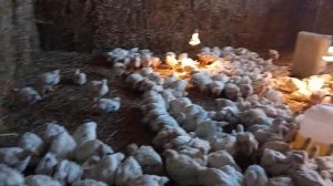 Помещение для бройлеров в 470 голов. Экстримальный вариант содержания. Быстро и просто.