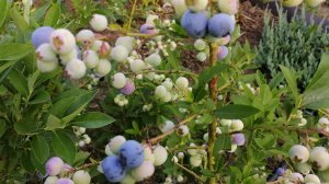 Результат нормировки голубики