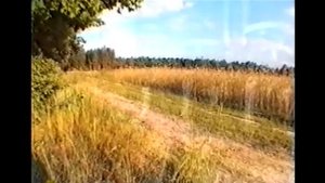 СПОРЫШ трава - горец птичий ЛЕЧЕБНЫЕ СВОЙСТВА применение, польза, при почках подагре, как завариват