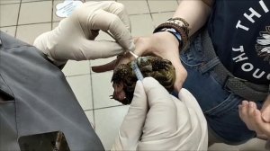 Спасение черепахи от обезвоживания