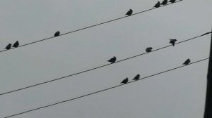 Птицы на проводах! Стая пернатых проказников