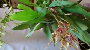 Мои орхидея Брассия и  Epidendrum ciliare