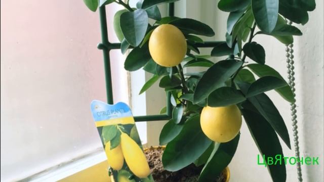 Как вырастить лимон из косточки в домашних условиях