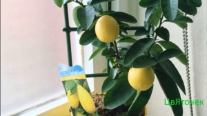 Как вырастить лимон из косточки в домашних условиях