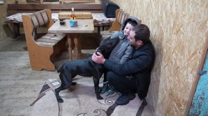 Багире исполнилось 3 годика ! Грация кошки ловкость питбуля. Питбуль Багира.