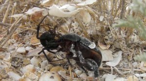 Самець і самка каракурта