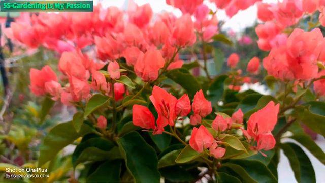 #Zakiriana 🧡❤️🧡#bougainvillea #beautiful #4k_video #@@ss 💐💐 смотреть онлайн