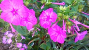 plantas de maravilla en flor