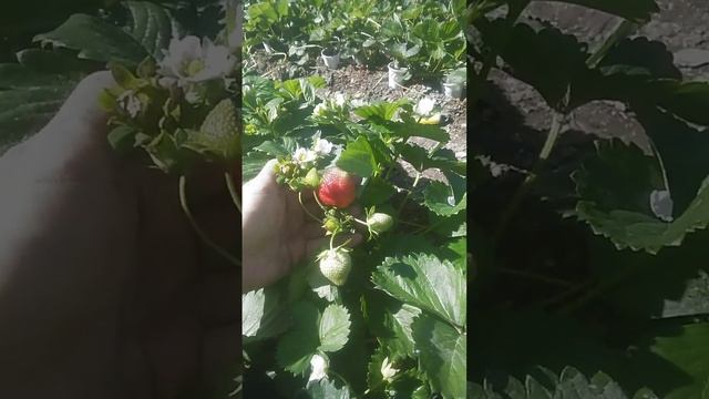 Клубника Шарлотта смотреть онлайн