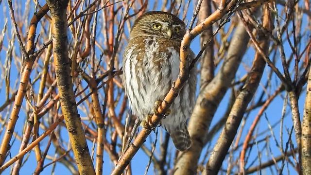 Chuncho (Glaucidium nanum) смотреть онлайн