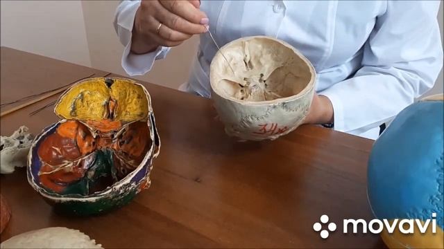 Строение костей мозгового черепа смотреть онлайн