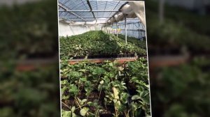 Плодовый питомник ЛПХ Макаревич