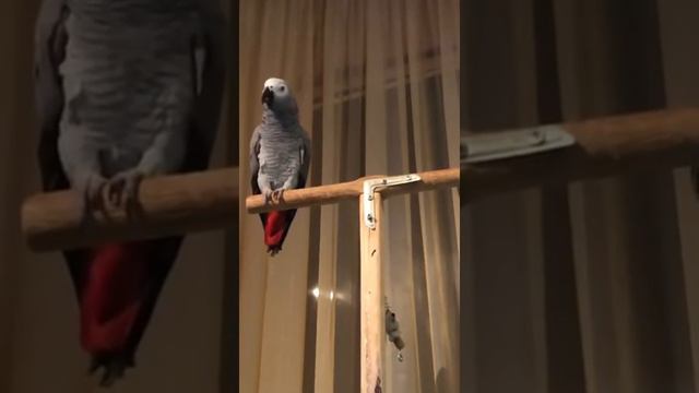 Тимоша перед сном просит водички и салфеточку под хвостик🦜 смотреть онлайн