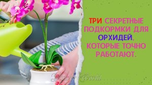 Три секретные подкормки для орхидей, которые точно работают.??