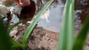 \Чужая-СВОЯ/ 1 серия/Schleich-series. смотрим описание.