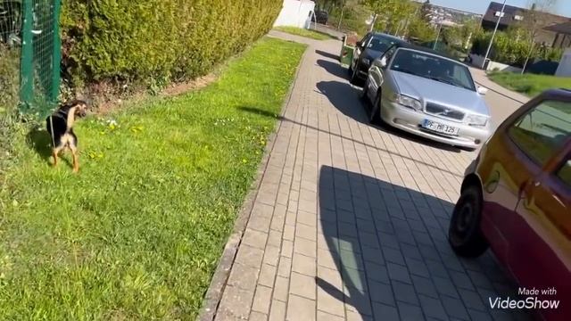 Как подкармливаю котят?Барни усатый нянька??Майя доверяет?Прогулка???Olga Kirchgessner смотреть онлайн