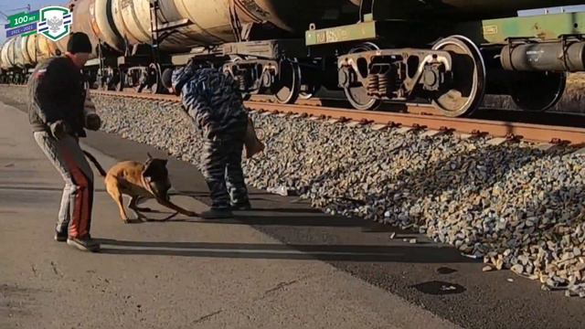 Отработка навыков служебной собаки ФГП ВО ЖДТ России: охрана, защита, выслеживание и т.д. смотреть онлайн