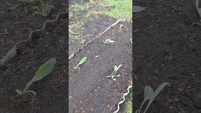 Спаржи много не бывает! смотреть онлайн