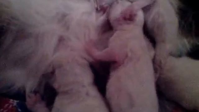 Борьба за сосок! смотреть онлайн