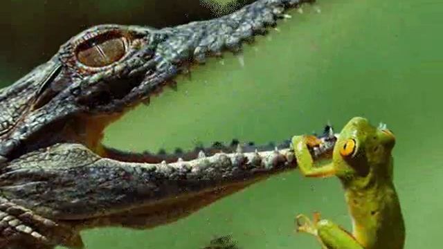 Про крокодилов — About crocodiles смотреть онлайн