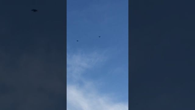 Голуби новоюрьево смотреть онлайн