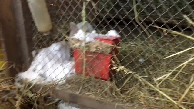 Кролики в яме зимой смотреть онлайн