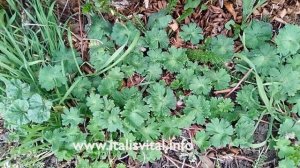 DOVE'S-FOOT CRANE'S BILL (FOR SORE, ULCERS, WOUNDS, BLEEDING ETC.)