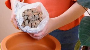 Пеларгония Леди Гертруда