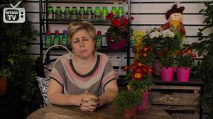 Гортензия лучистая ? Уход и выращивание ☑️ Советы цветоводу