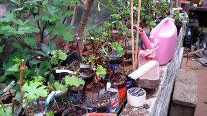 Инжир в Подмосковье 24.04.2020 плоды брэба подростают