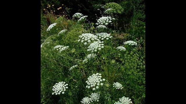 SIscla o falsa bisnaga смотреть онлайн