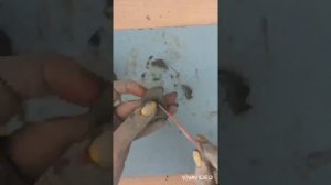 Мастер-класс по лепке из глины «Дымковская игрушка- Барыня»