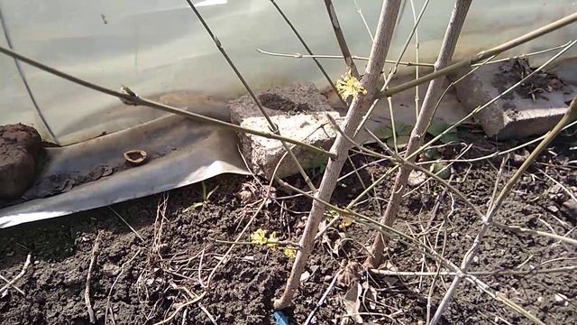 Цветенме кизила смотреть онлайн