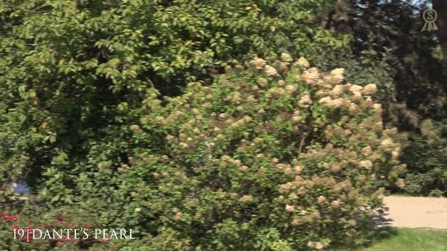 19 Dante' s Pearl English смотреть онлайн