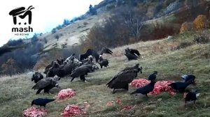 В Алуште, на плато горы Чатыр -Даг и Бабуган-яйла, подкормили чёрных грифов и белоголовых сипов.