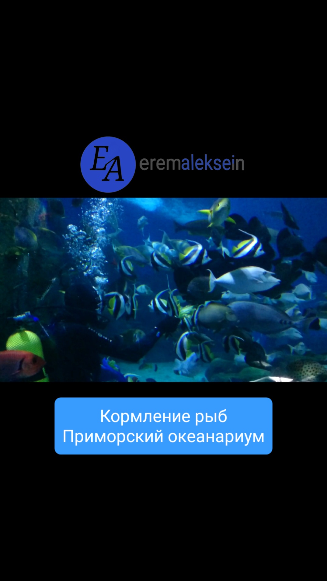 Кормление рыб Приморский океанариум / Животные