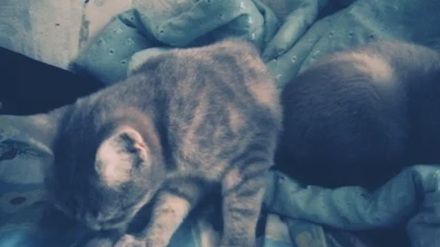 Два катанка сразу смотреть онлайн