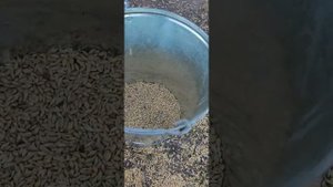 зерноочистительная машина Мс-4.5 после кап ремонта принцип работы