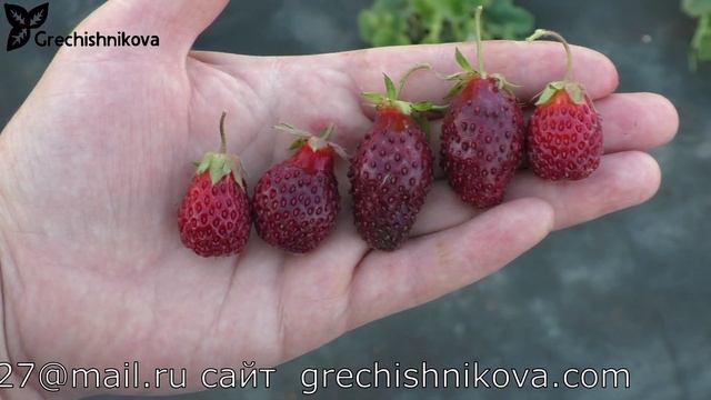 ХОЛКОВСКАЯ новый сорт земклуники смотреть онлайн