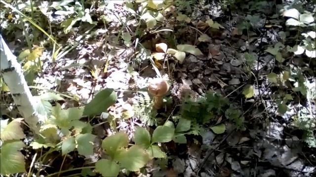 змея сторожит гриб. смотреть онлайн